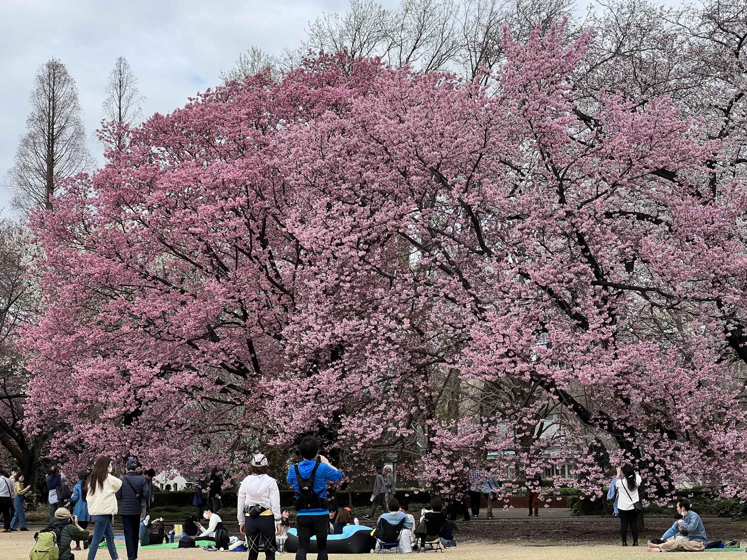 🌸 관음 벚나무(칸논자쿠라) 이미지 7